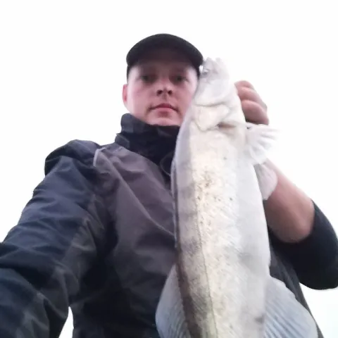 Zander