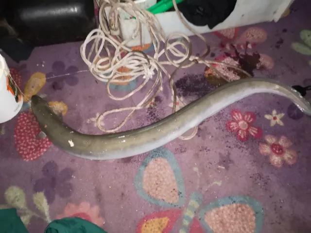 Aal