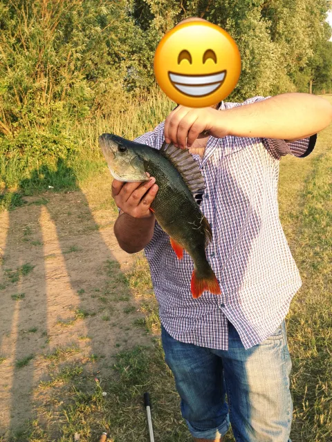 Flussbarsch