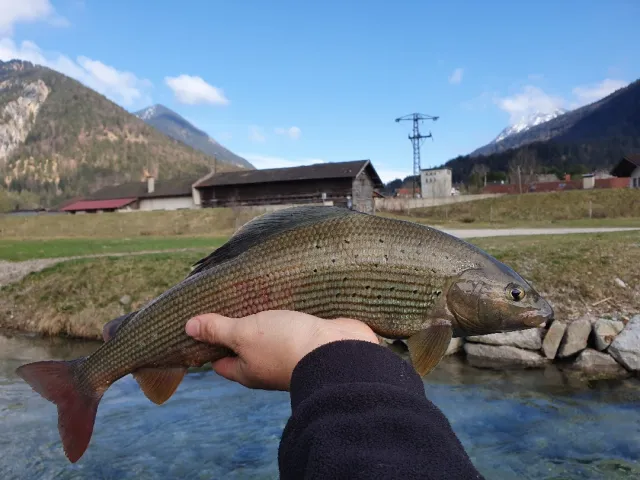 Äsche