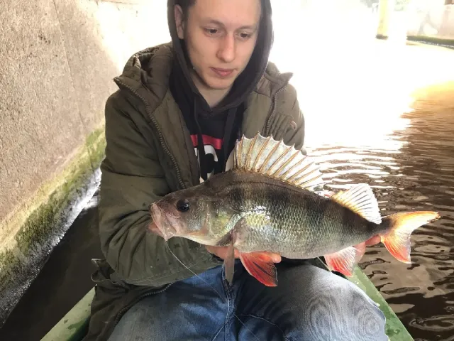 Flussbarsch
