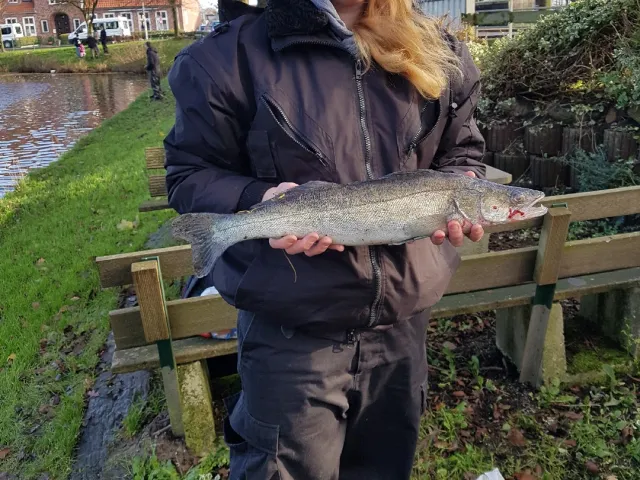 Zander