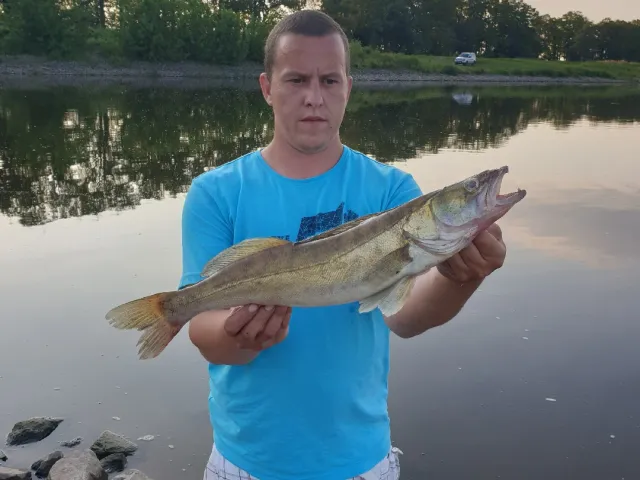 Zander