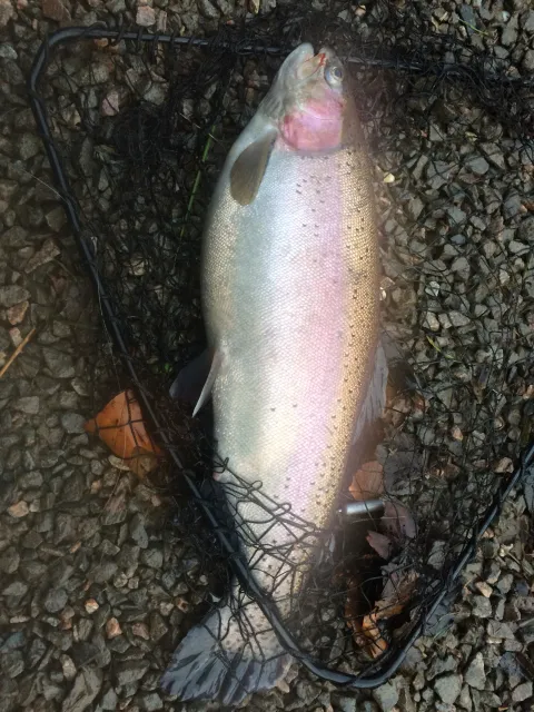 Regenbogenforelle