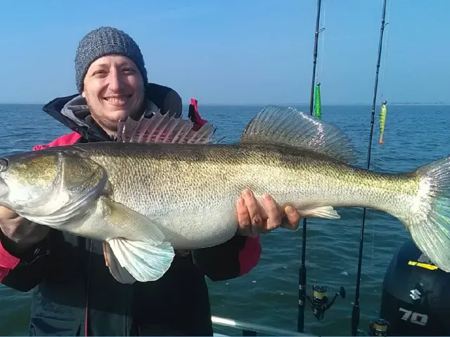 Zander