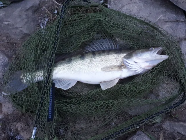 Zander