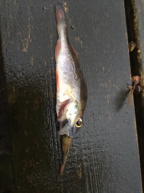 Flussbarsch