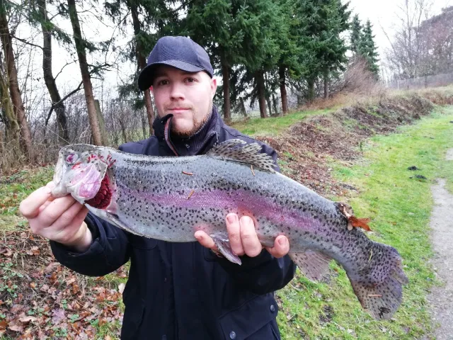 Regenbogenforelle