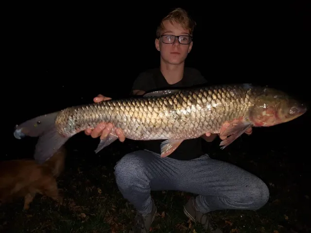 Graskarpfen