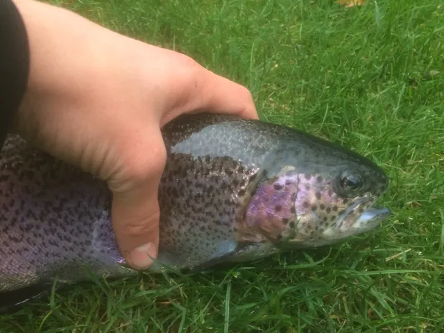 Regenbogenforelle