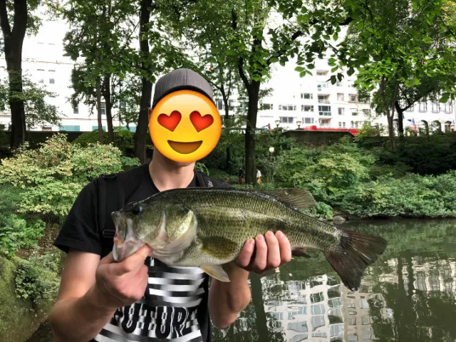 Schwarzbarsch