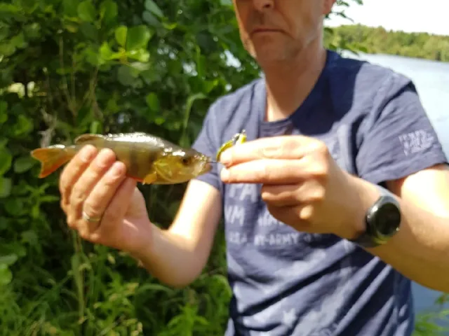 Kaulbarsch