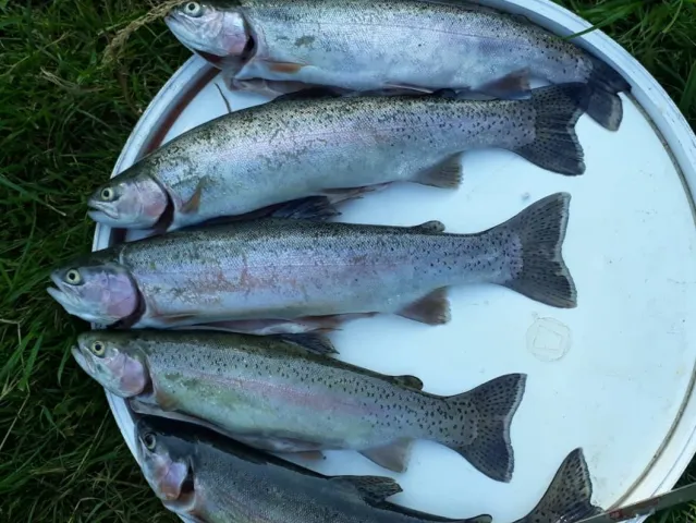 Regenbogenforelle