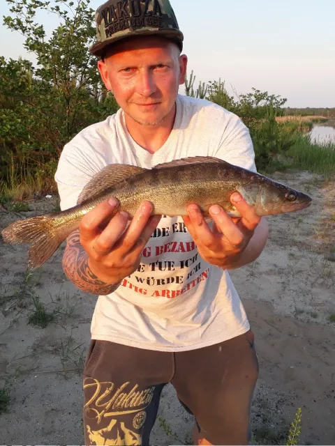 Zander