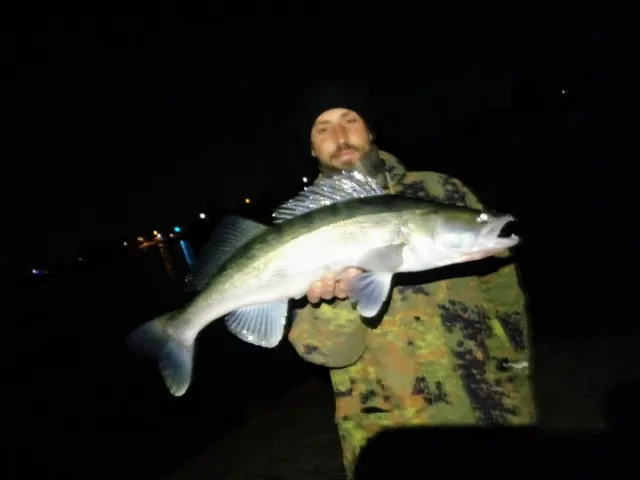 Zander