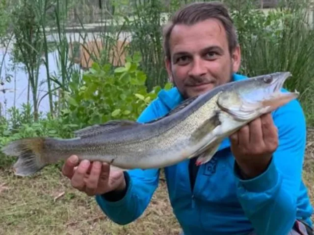 Zander