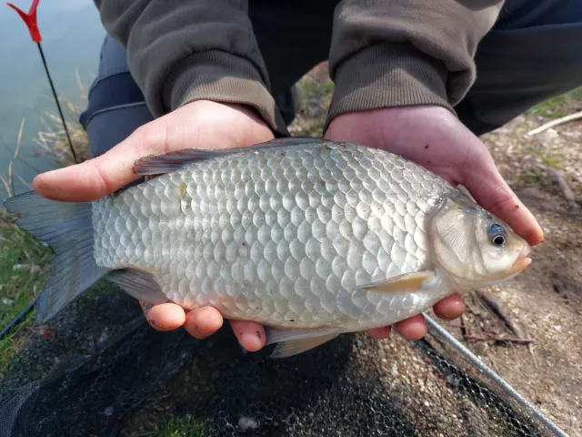 Giebel