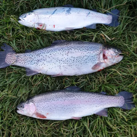 Regenbogenforelle