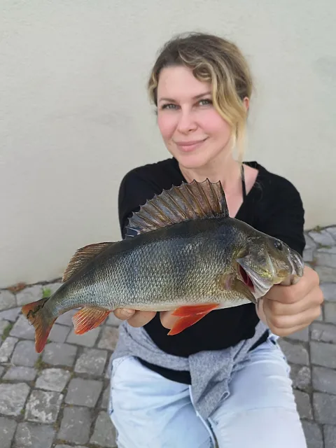 Flussbarsch