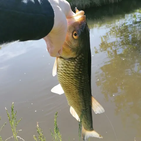 Döbel