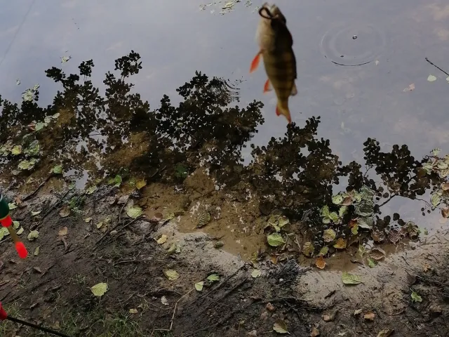 Flussbarsch