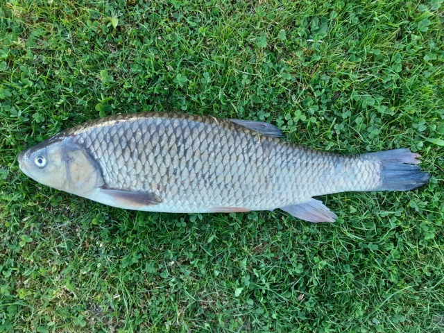 Döbel