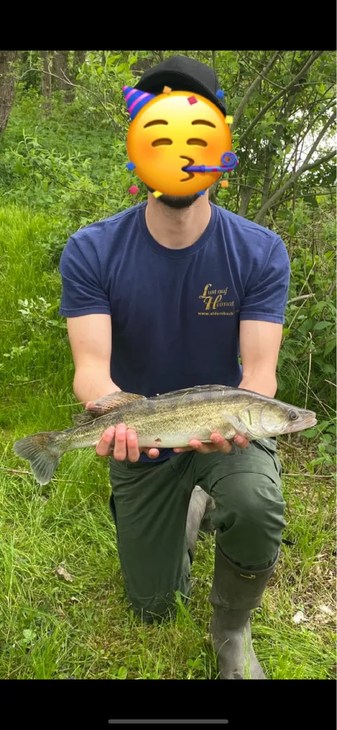 Zander
