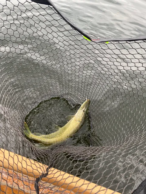 Hecht