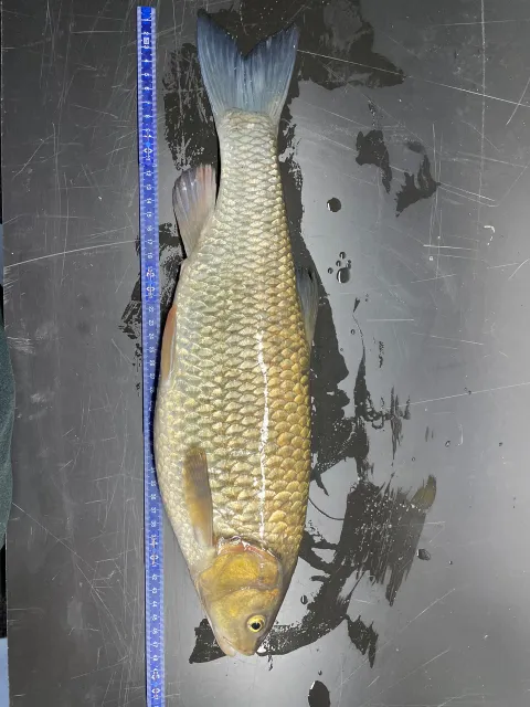 Döbel