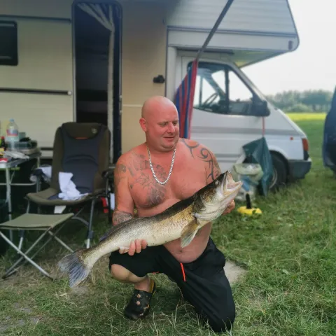 Zander