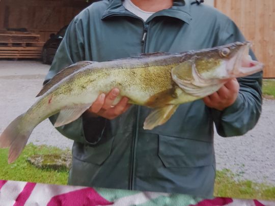 Zander
