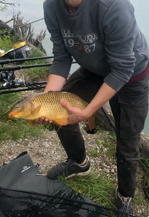 Karpfen