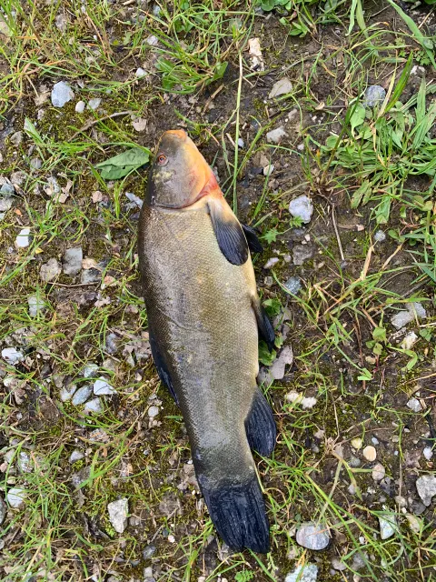 Schleie