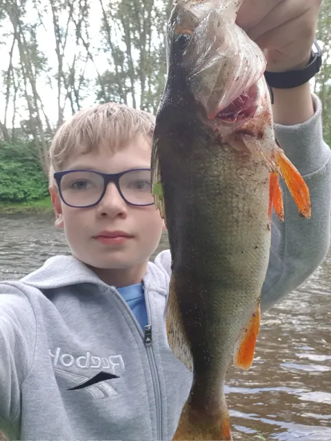 Flussbarsch