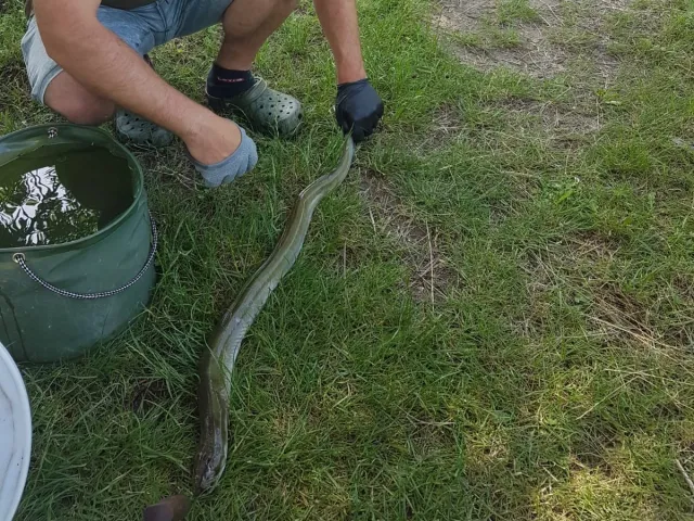 Aal