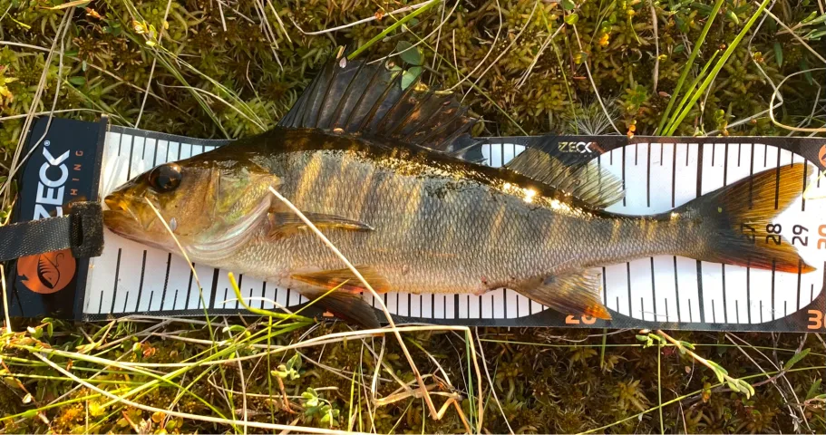 Flussbarsch