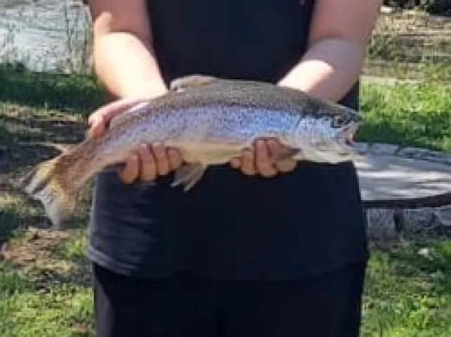 Regenbogenforelle