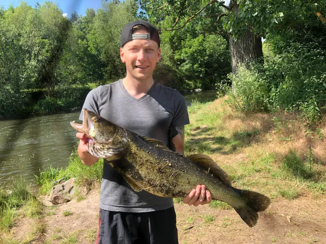 Zander