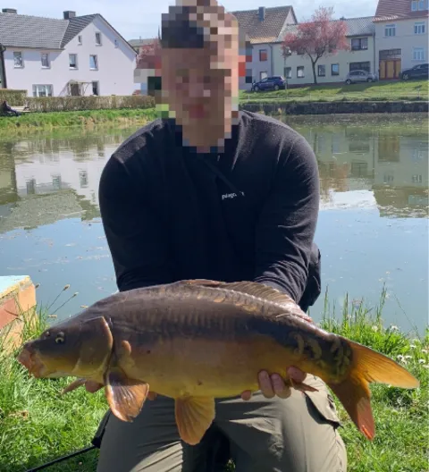 Karpfen