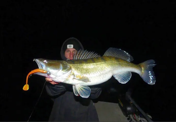 Zander
