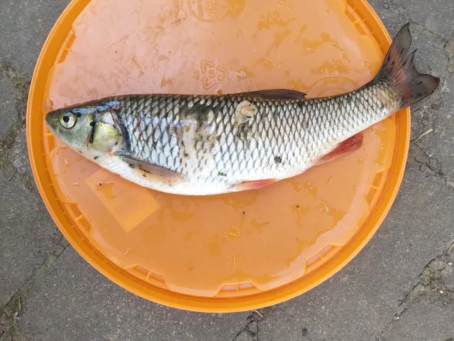Döbel