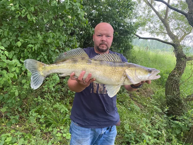 Zander