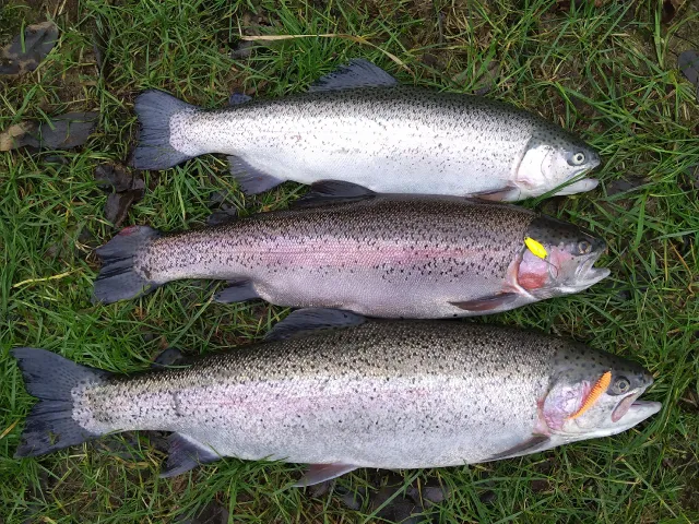 Regenbogenforelle