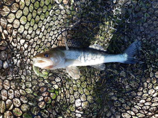 Zander