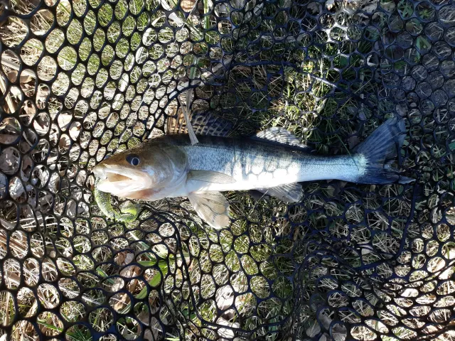 Zander