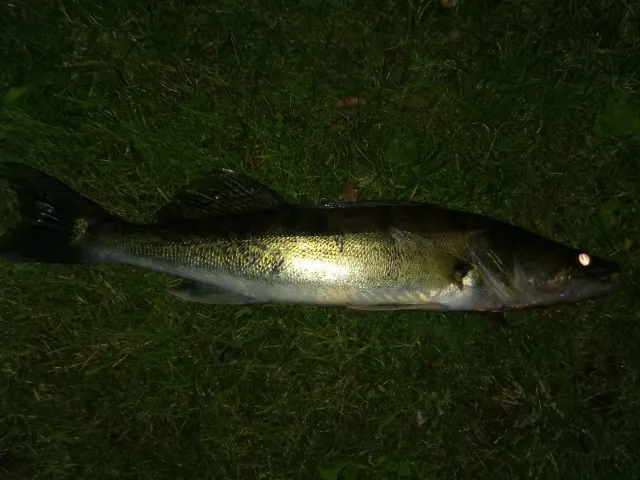 Zander