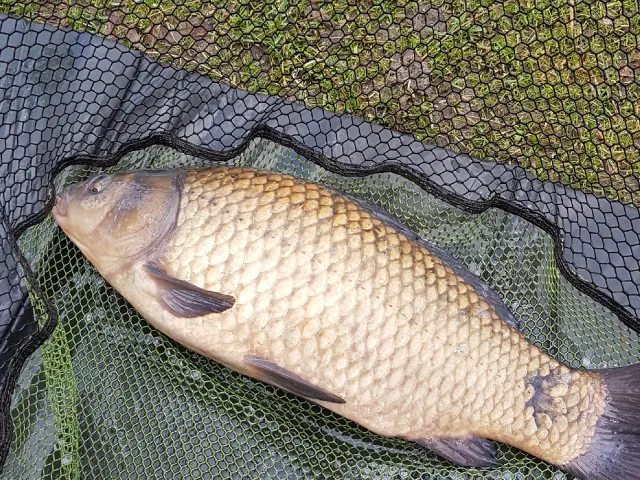 Karausche