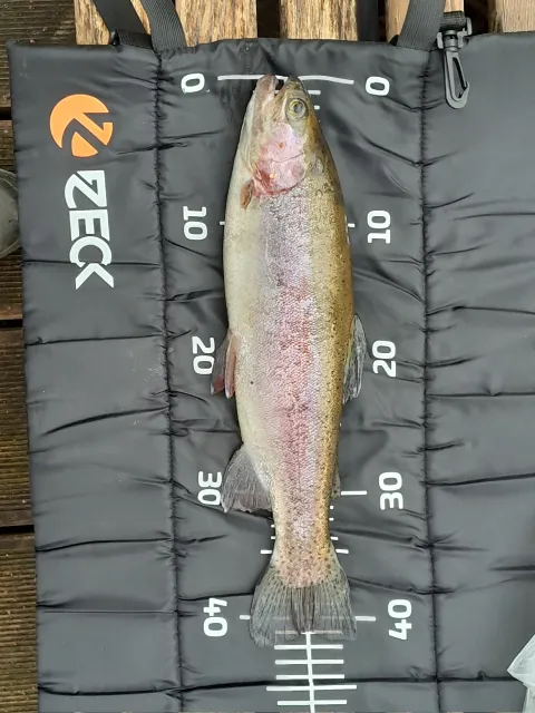 Regenbogenforelle