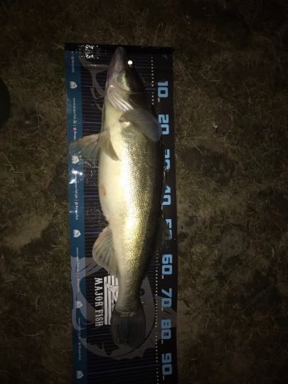Zander