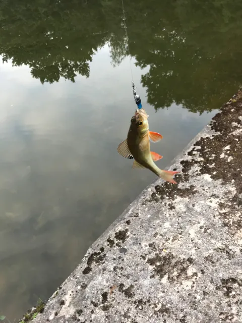 Flussbarsch